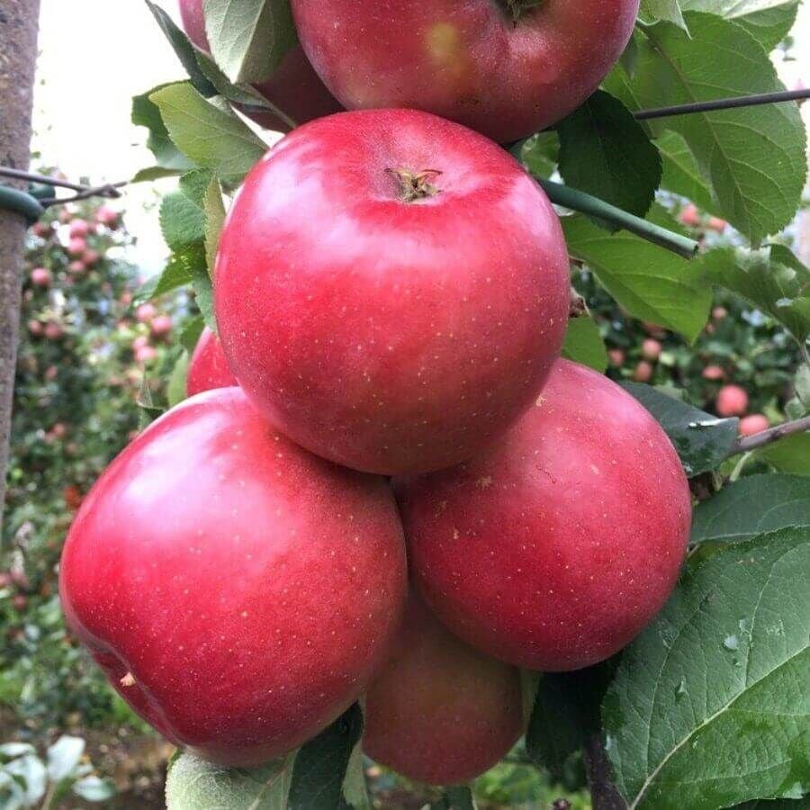 Fuji Elma Fidanı  Aşılı (4-5 Yaş Saksılı)