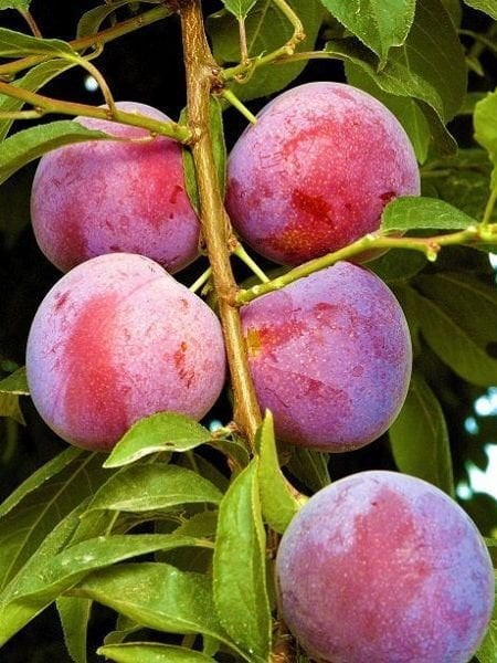 Fortuna Erik Fidanı Aşılı (4-5 Yaş Saksılı)