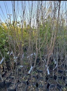 Fortuna Erik Fidanı Aşılı (4-5 Yaş Saksılı)