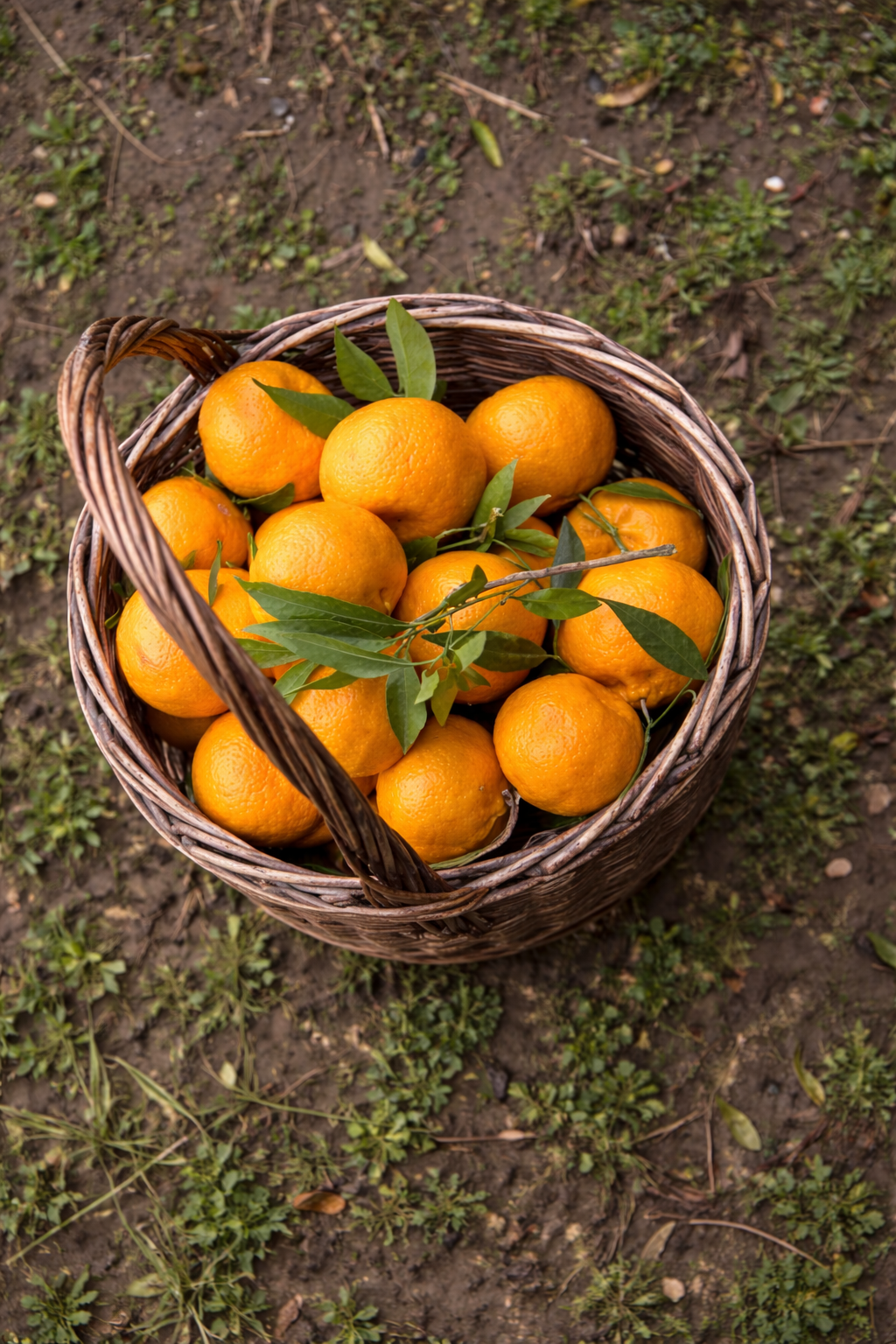 Yerli Bodrum Mandalinası – 3 kg