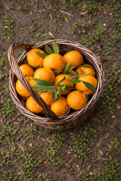 Yerli Bodrum Mandalinası – 3 kg