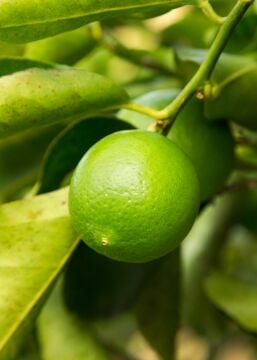 Tahiti Lime Fidanı (Çekirdeksiz – Sulu – Aromatik)