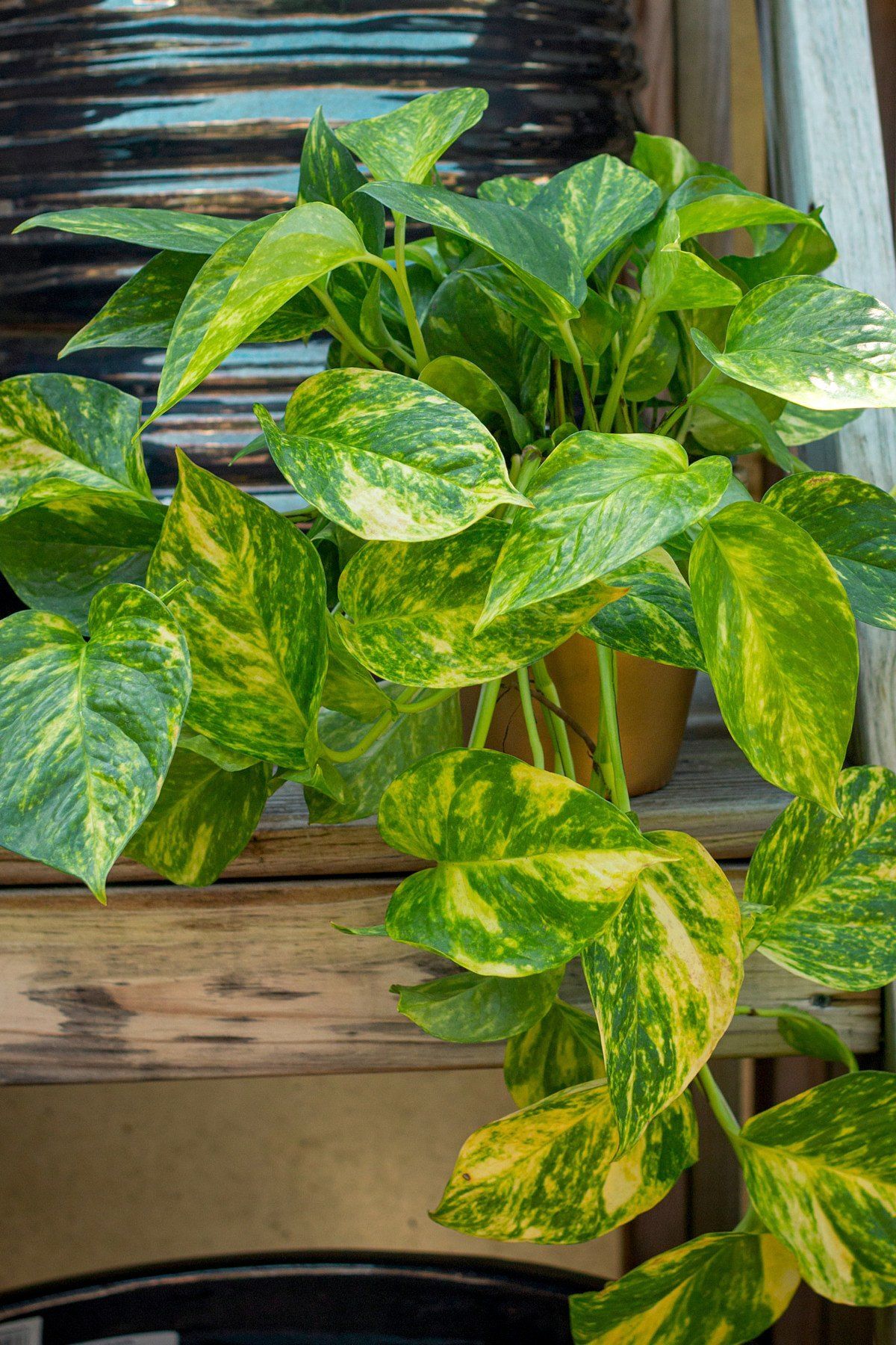 Golden Pothos (Salon Sarmaşığı) – Bakımı Kolay İç Mekân Bitkisi