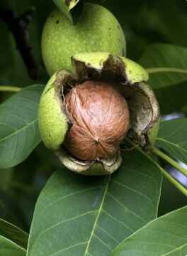 Chandler Ceviz Fidanı (Aşılı, Yüksek Verimli)