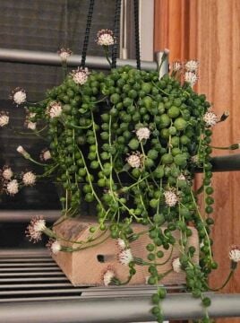 Tesbih Çiçeği (Senecio rowleyanus)