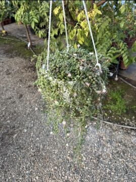 Tesbih Çiçeği (Senecio rowleyanus)