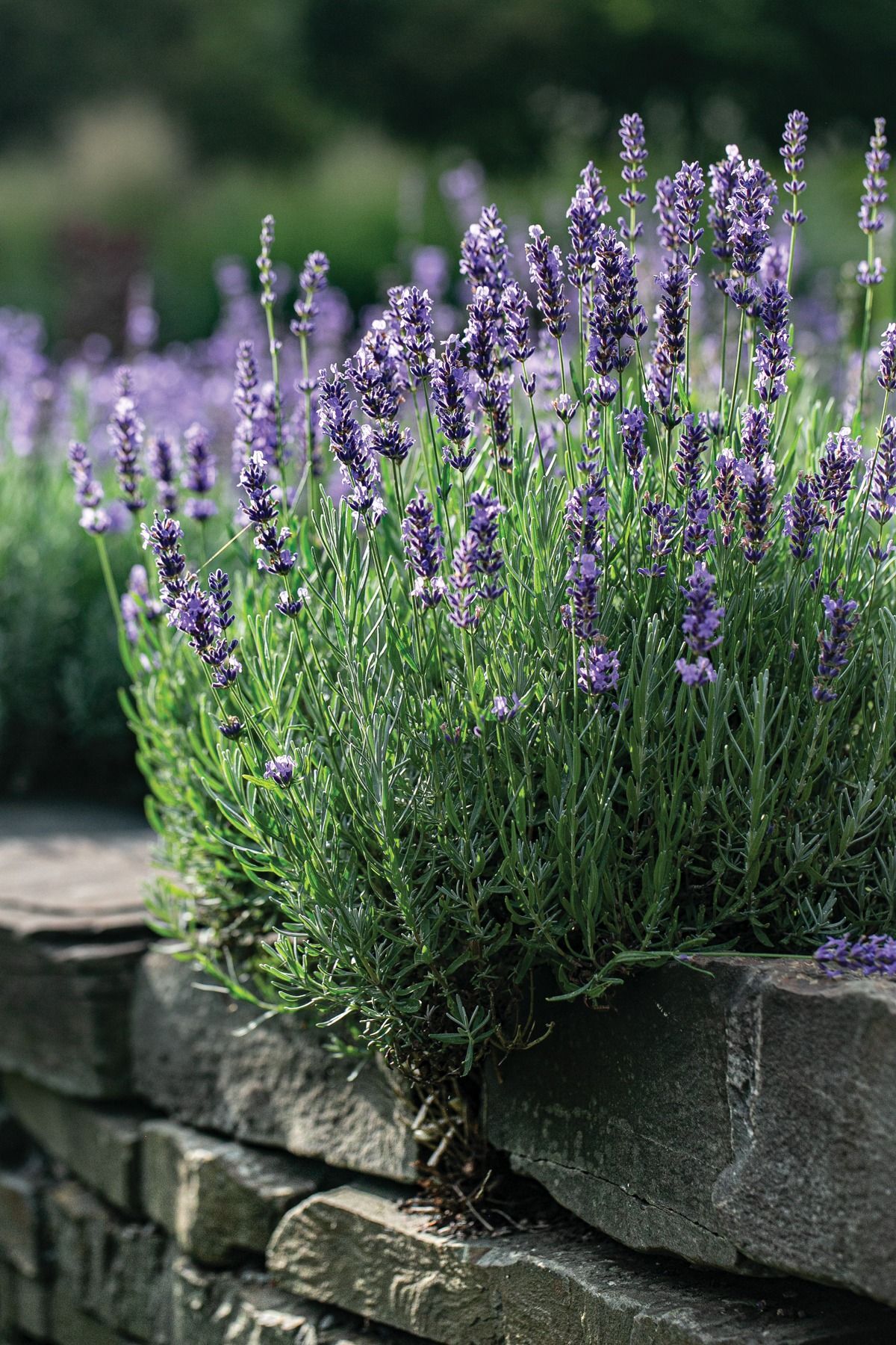 Isparta Lavantası Fidanı (Lavandula angustifolia)