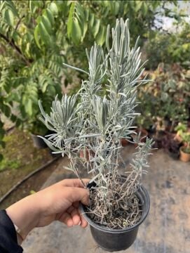 Isparta Lavantası Fidanı (Lavandula angustifolia)