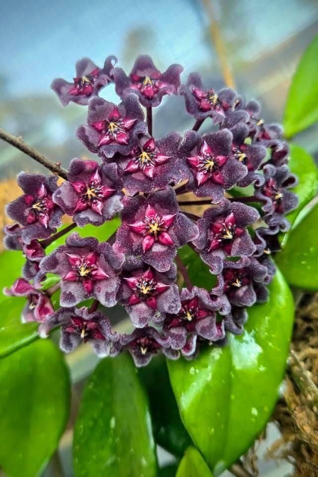 Hoya pubicalyx (Koyu Pembe Çiçekli Mum Çiçeği)