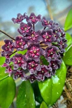 Hoya pubicalyx (Koyu Pembe Çiçekli Mum Çiçeği)