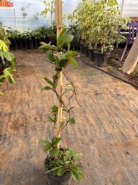 Hoya pubicalyx (Koyu Pembe Çiçekli Mum Çiçeği)