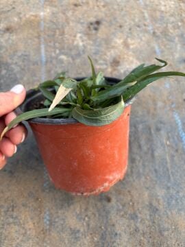 Bodur Meksika Petunyası (Ruellia simplex – Bodur Form)