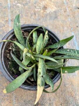 Bodur Meksika Petunyası (Ruellia simplex – Bodur Form)