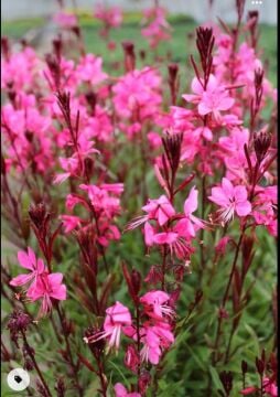 Pembe Gaura Çalısı (Gaura lindheimeri)