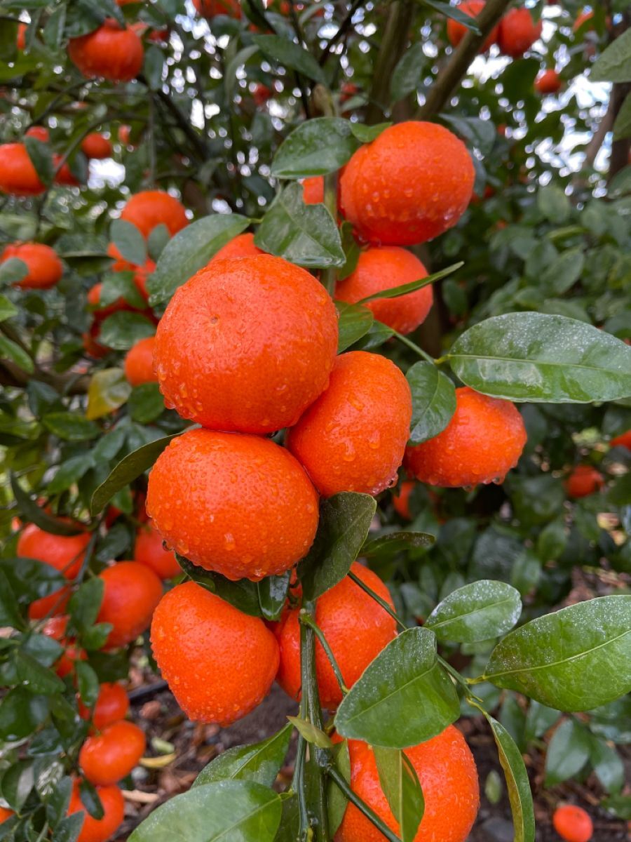 Nova Mandalina Fidanı 2 Yaş Torbalı