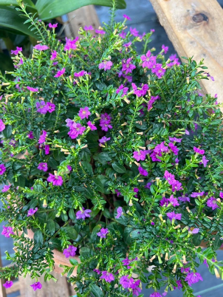 Meksika Fundası (Mexican Heather – Cuphea hyssopifolia)