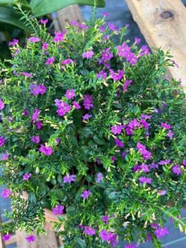 Meksika Fundası (Mexican Heather – Cuphea hyssopifolia)
