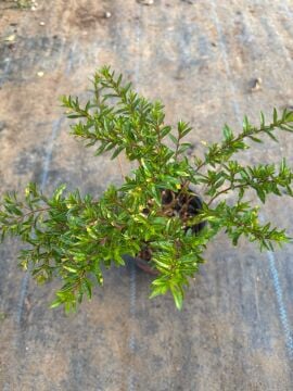 Meksika Fundası (Mexican Heather – Cuphea hyssopifolia)