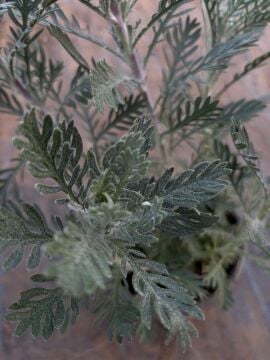 Sarı Papatya (Anthemis tinctoria)