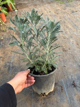 Sarı Papatya (Anthemis tinctoria)