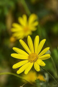 Sarı Papatya (Anthemis tinctoria)
