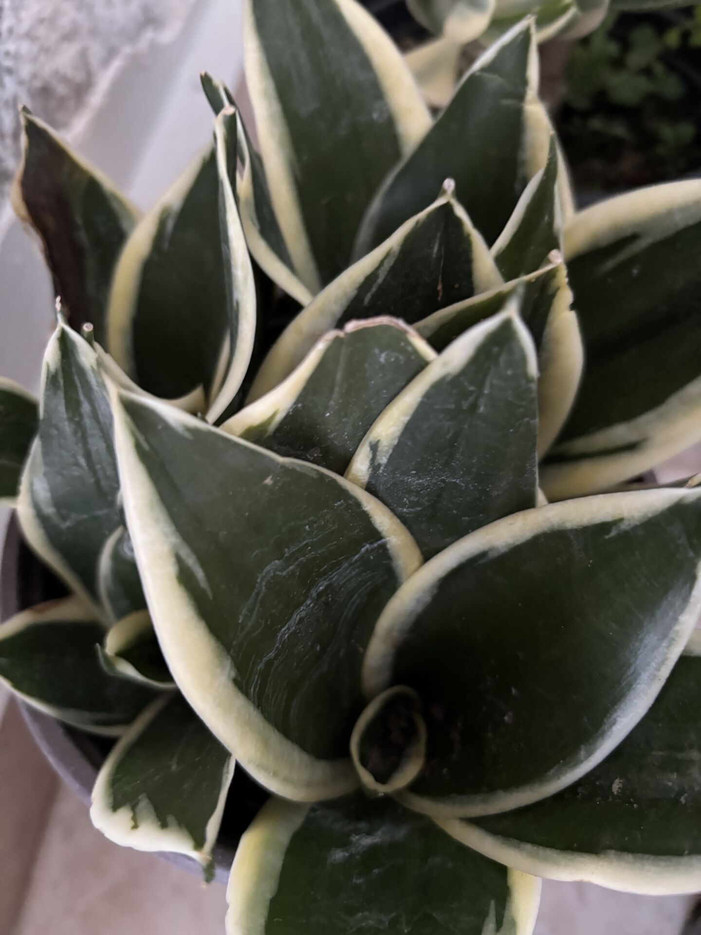 Cüce Paşa Kılıcı (Sansevieria Hahnii Variegata)