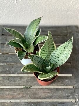 Cüce Paşa Kılıcı – Silver Hahnii (Sansevieria trifasciata)