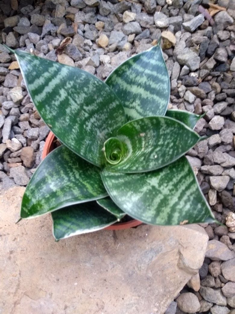 Cüce Paşa Kılıcı – Silver Hahnii (Sansevieria trifasciata)