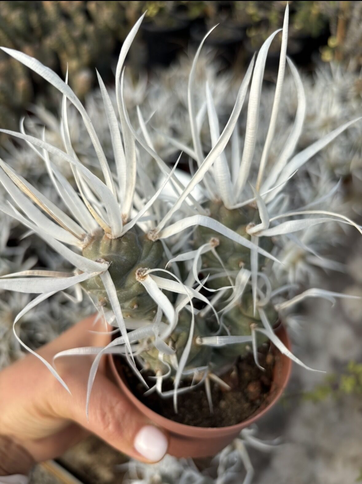Kağıt Dikenli Kaktüs (Tephrocactus articulatus var. papyracanthus)