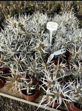 Kağıt Dikenli Kaktüs (Tephrocactus articulatus var. papyracanthus)