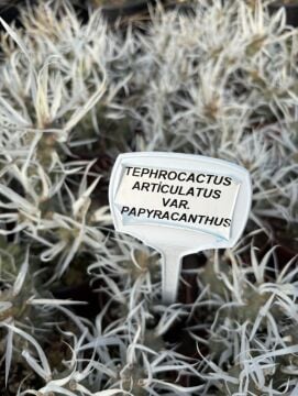 Kağıt Dikenli Kaktüs (Tephrocactus articulatus var. papyracanthus)