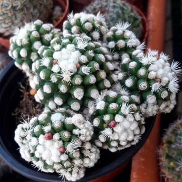 Mammillaria gracilis ‘Arizona Snowcap’ – Beyaz Noktalı Kakt