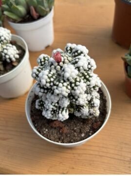 Mammillaria gracilis ‘Arizona Snowcap’ – Beyaz Noktalı Kakt