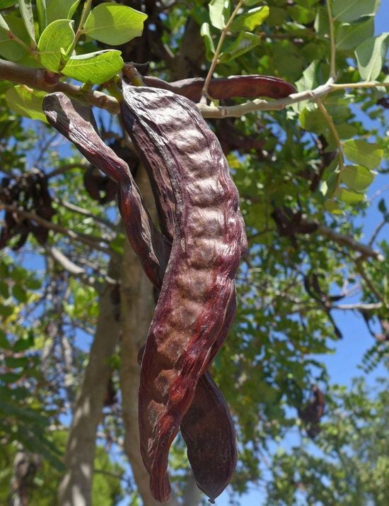 Aşılı Keçiboynuzu Fidanı (Harnup – Ceratonia siliqua)