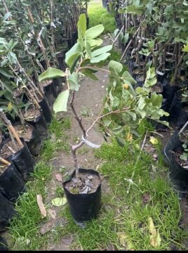 Aşılı Keçiboynuzu Fidanı (Harnup – Ceratonia siliqua)