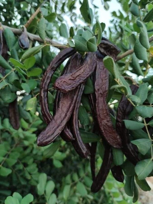 Aşısız Keçiboynuzu Fidanı (Harnup – Ceratonia siliqua)