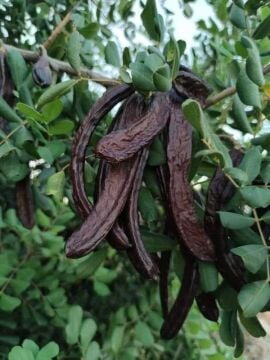 Aşısız Keçiboynuzu Fidanı (Harnup – Ceratonia siliqua)