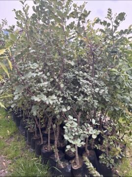 Aşısız Keçiboynuzu Fidanı (Harnup – Ceratonia siliqua)