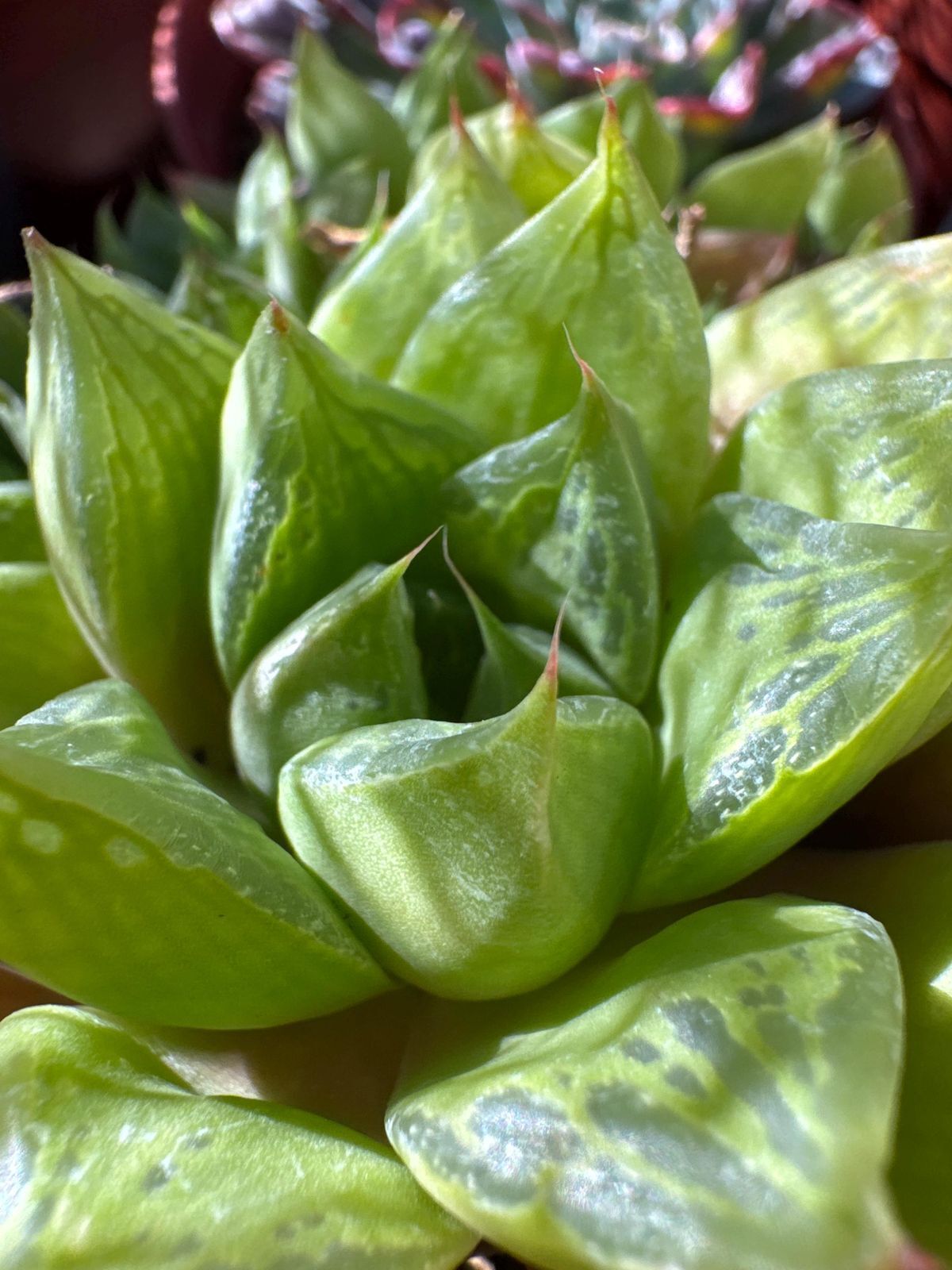 Haworthia cymbiformis – Şeffaf Yapraklı Rozet Sukulent