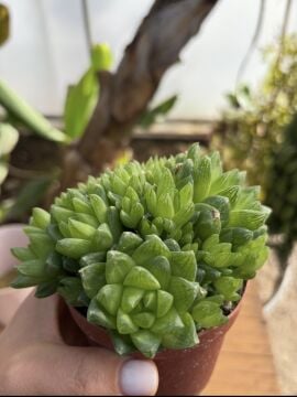 Haworthia cymbiformis – Şeffaf Yapraklı Rozet Sukulent