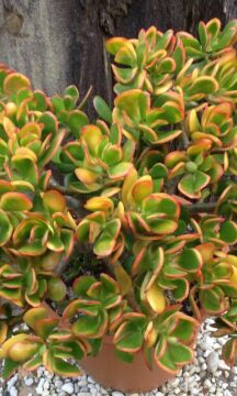 Crassula ovata – Para Ağacı (Yeşim Sukulent)