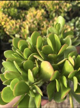 Crassula ovata – Para Ağacı (Yeşim Sukulent)
