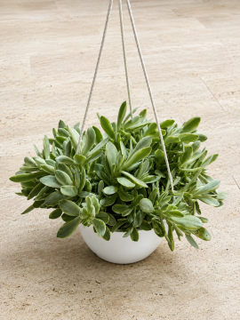 Crassula ovata ‘Variegata’ – Alacalı Para Ağacı