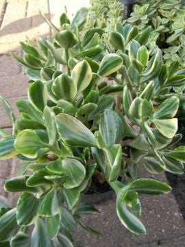 Crassula ovata ‘Variegata’ – Alacalı Para Ağacı