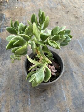 Crassula ovata ‘Variegata’ – Alacalı Para Ağacı