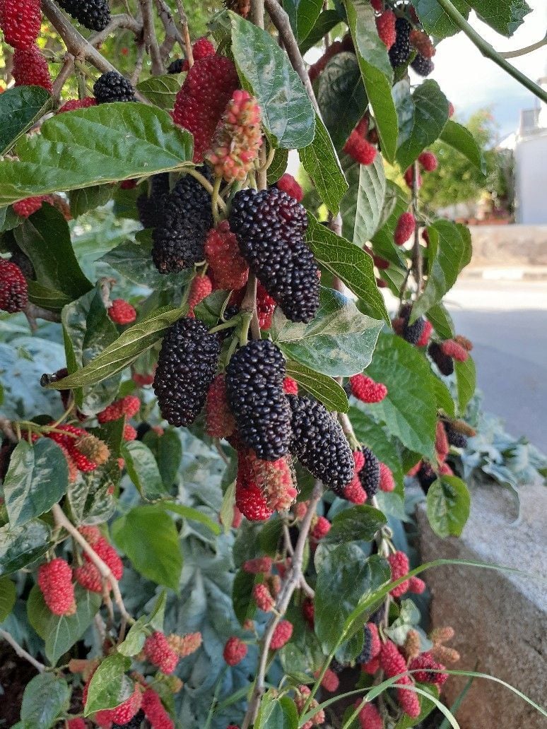 Siyah Yediveren Dut Fidanı                                                                                                                                                             (Aşılı)