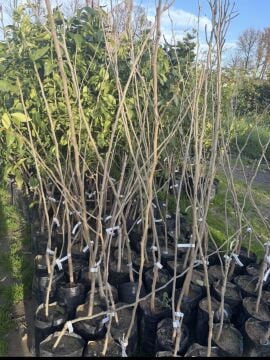 Siyah Yediveren Dut Fidanı                                                                                                                                                             (Aşılı)