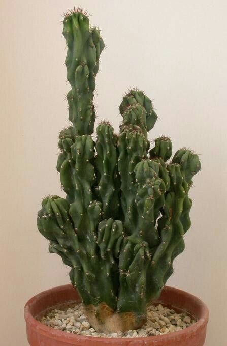 Cereus peruvianus ‘Monstrose’ – Heykelsi Kaktüs