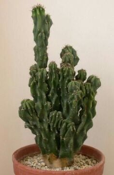 Cereus peruvianus ‘Monstrose’ – Heykelsi Kaktüs