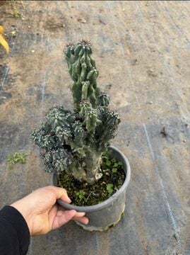 Cereus peruvianus ‘Monstrose’ – Heykelsi Kaktüs